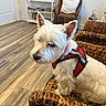 dog, service_dog, white_dog, pet, indoor, woven_chair, furniture, wooden_floor, flooring, harness, animal, canine, domestic_animal, companion, pet_care, resting, cute, small_dog, calm, well_lit