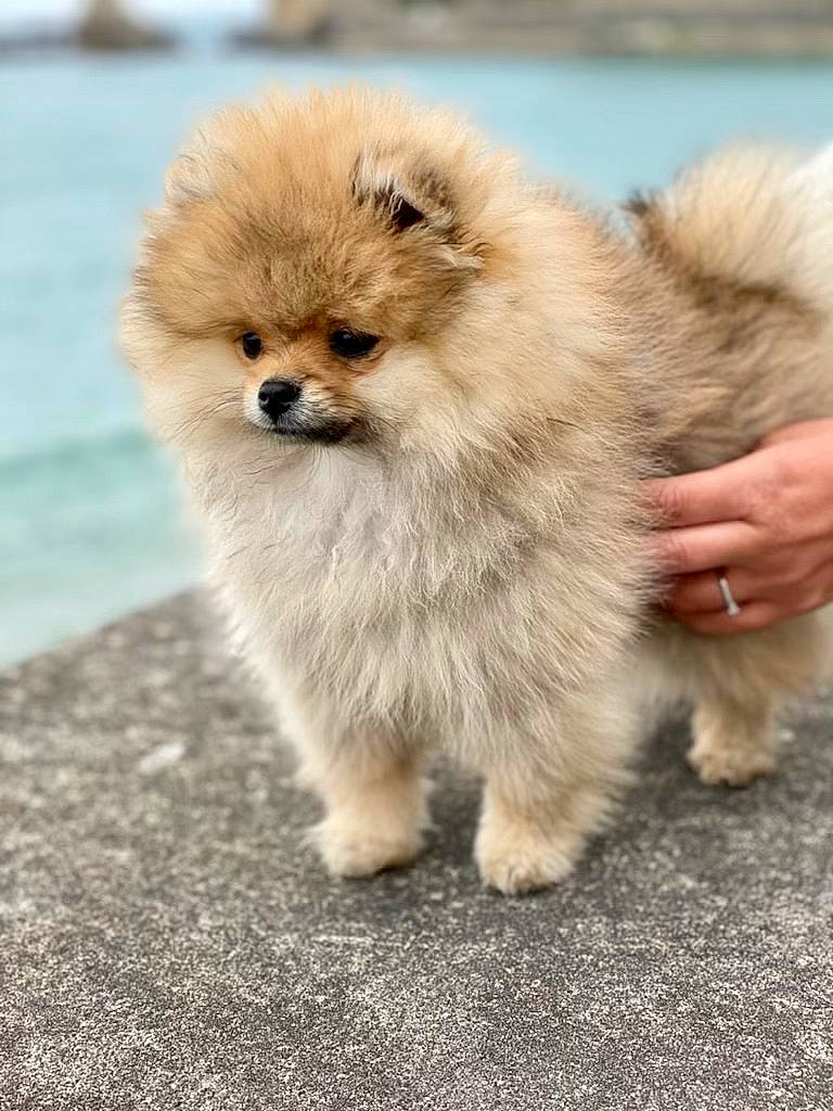 Cacao participe au concours pour gagner de l'argent avec cette photo : ancient_dog_breeds, canidae, carnivore, companion_dog, dog, dog_breed, fawn, fur, german_spitz, german_spitz_klein, snout, spitz, sporting_group, tail, terrestrial_animal, toy_dog, water, whiskers, wildlife, working_animal