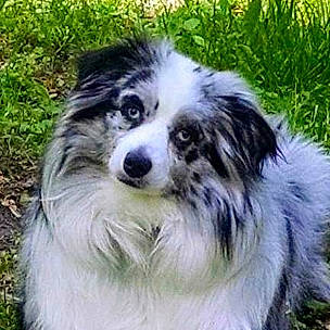 Zero is registered to the contest to win money with this photo: australian_collie, australian_shepherd, border_collie, canidae, carnivore, companion_dog, dog, dog_breed, herding_dog, mammal, miniature_australian_shepherd, phalene, rare_breed_dog, shetland_sheepdog, sporting_group, vertebrate, working_dog