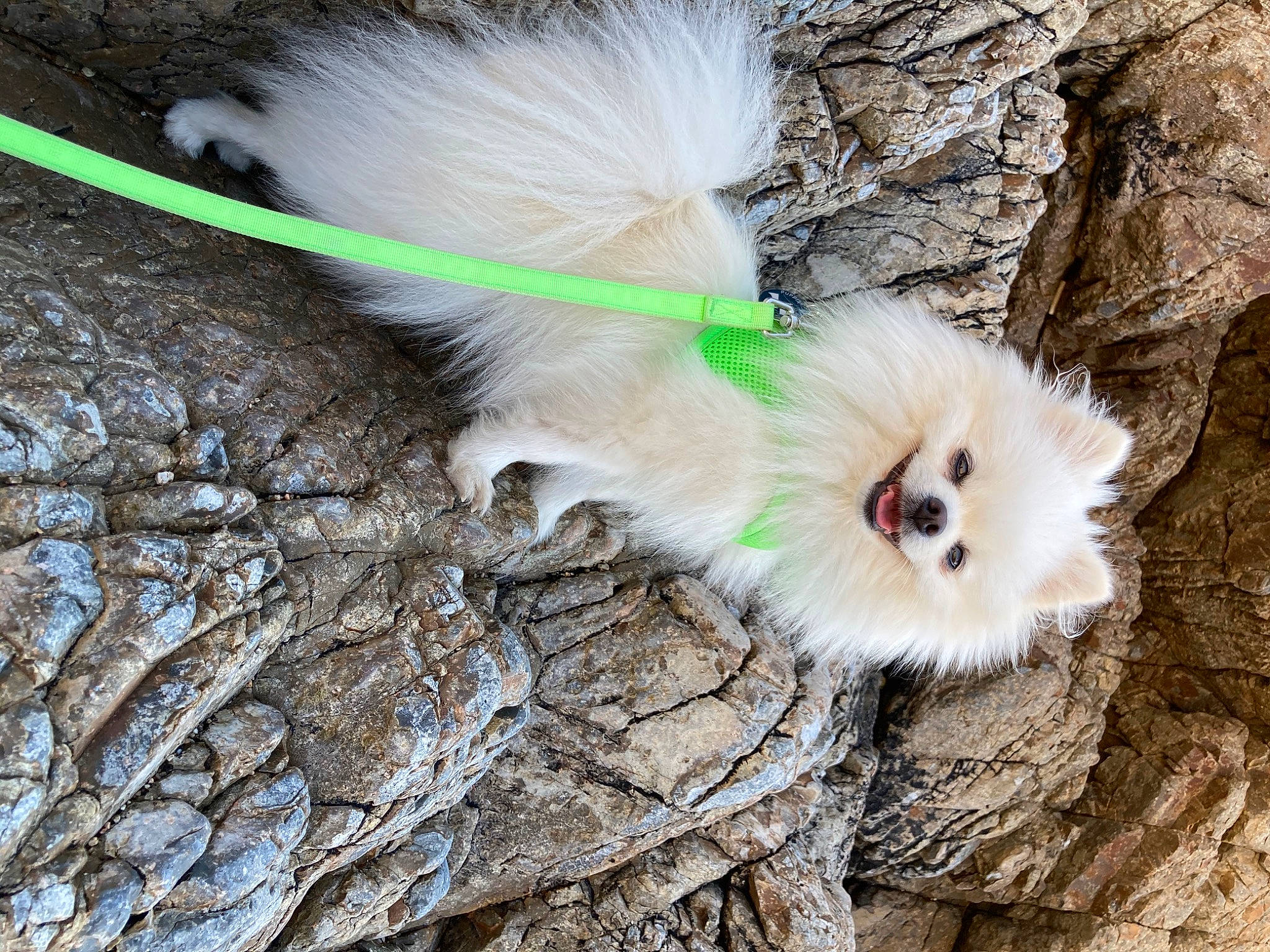 Nikita a rejoint le concours — aidez-le/la à gagner de superbes lots ! canidae, carnivore, dog, fur, german_spitz, japanese_spitz, plant, pomeranian, spitz, tail, volpino_italiano, whiskers, wildlife