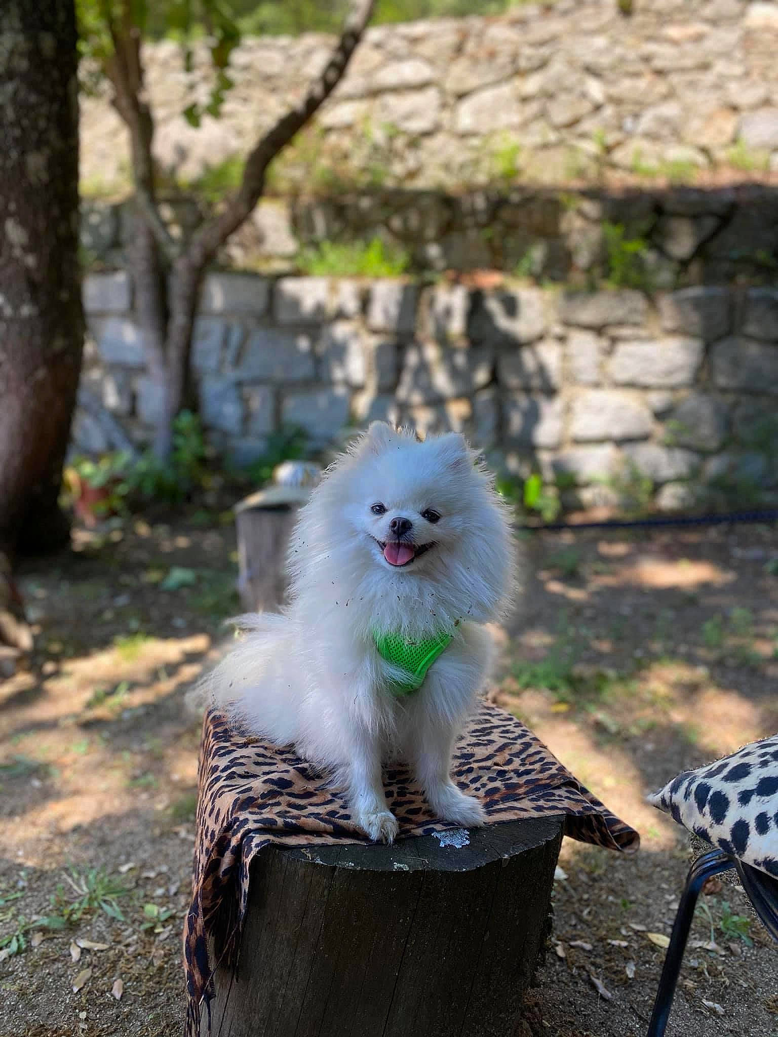 Nikita participe au concours pour gagner de l'argent avec cette photo : canidae, carnivore, dog, fawn, german_spitz, japanese_spitz, mammal, non_sporting_group, pomeranian, spitz, vertebrate, volpino_italiano, whiskers