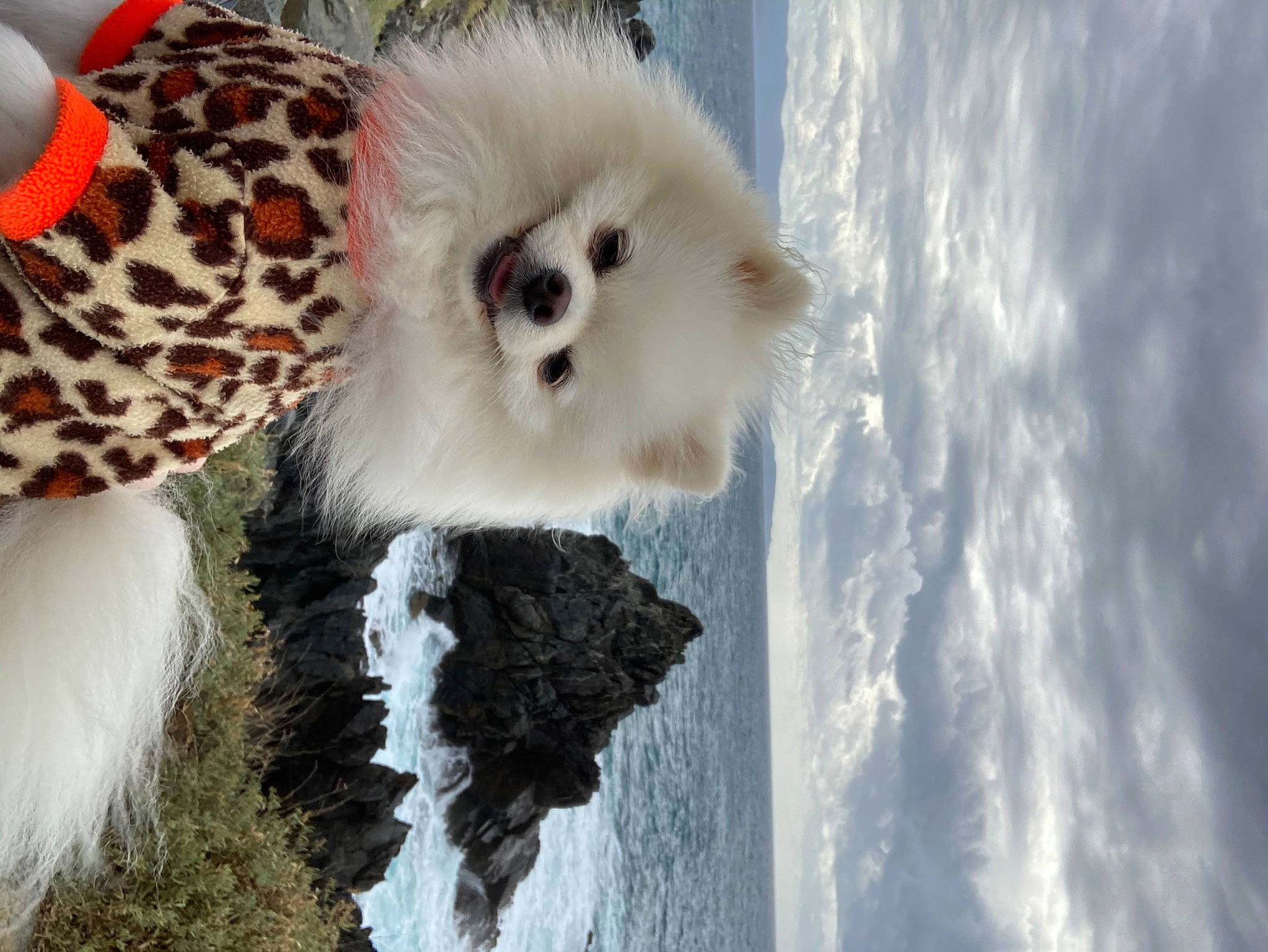 Nikita participe au concours pour gagner de l'argent avec cette photo : canidae, carnivore, companion_dog, dog, dog_breed, fur, german_spitz, german_spitz_mittel, japanese_spitz, non_sporting_group, pomeranian, puppy, snout, spitz, toy_dog, volpino_italiano