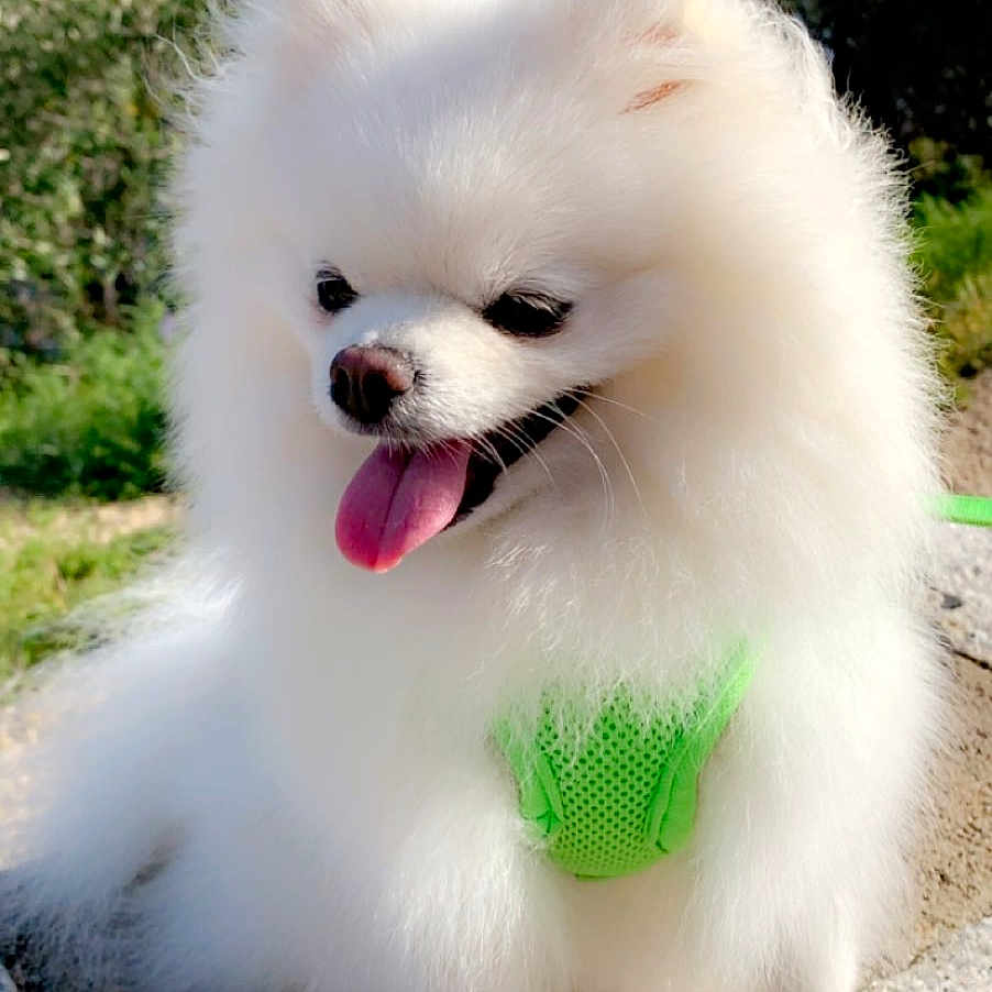 Nikita