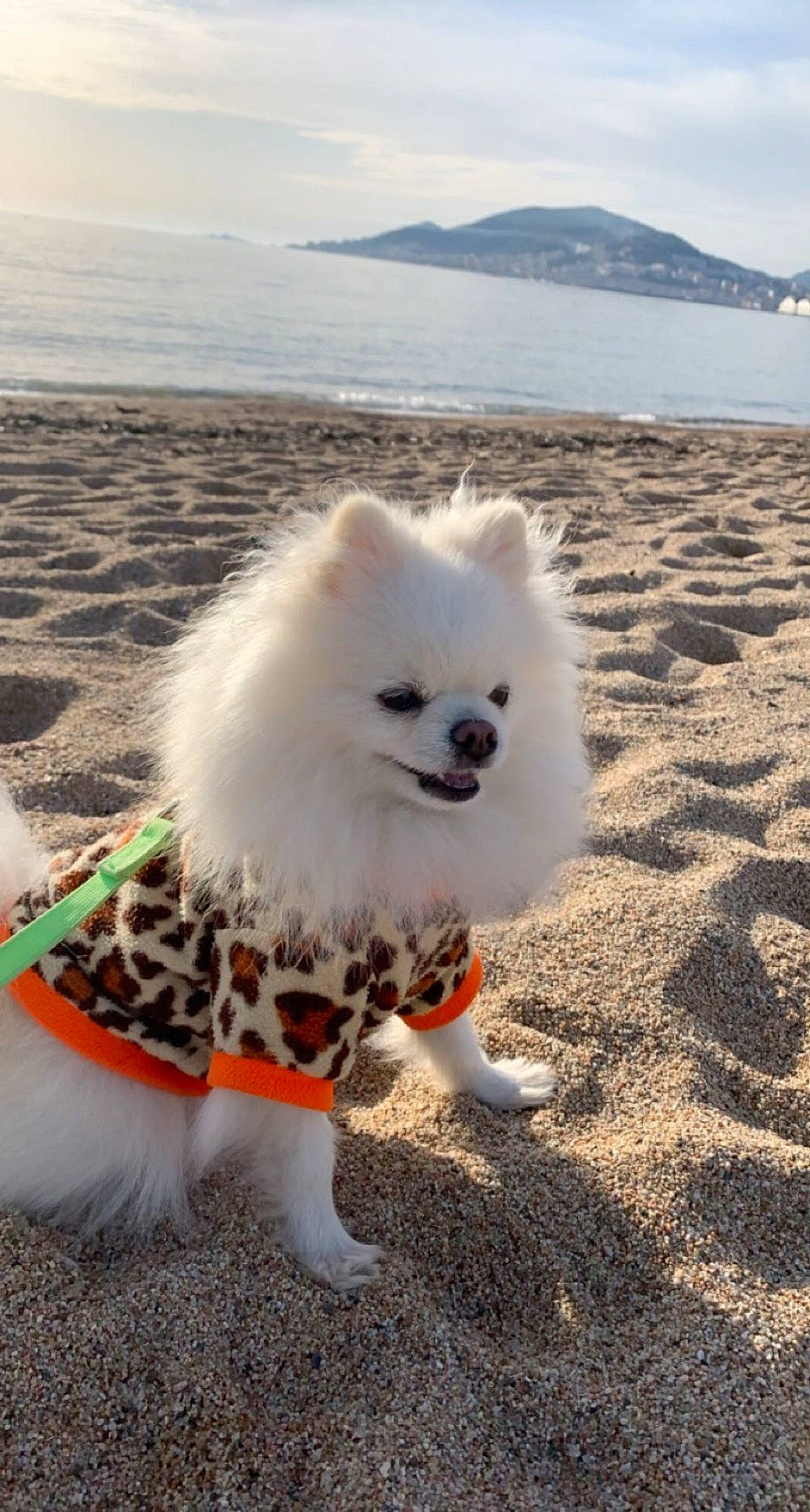 Nikita participe au concours pour gagner de l'argent avec cette photo : beach, carnivore, cloud, companion_dog, dog, dog_breed, dog_supply, fawn, fur, german_spitz_klein, happy, japanese_spitz, lake, samoyed, sky, snout, spitz, sporting_group, toy_dog, water