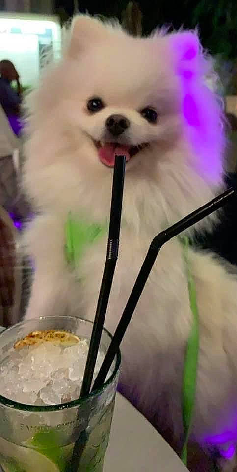 Nikita participe au concours pour gagner de l'argent avec cette photo : ancient_dog_breeds, canidae, carnivore, collar, companion_dog, corgi_chihuahua, dog, dog_breed, dog_supply, event, fawn, fur, non_sporting_group, pet_supply, puppy, snout, sporting_group, toy_dog, white, working_animal