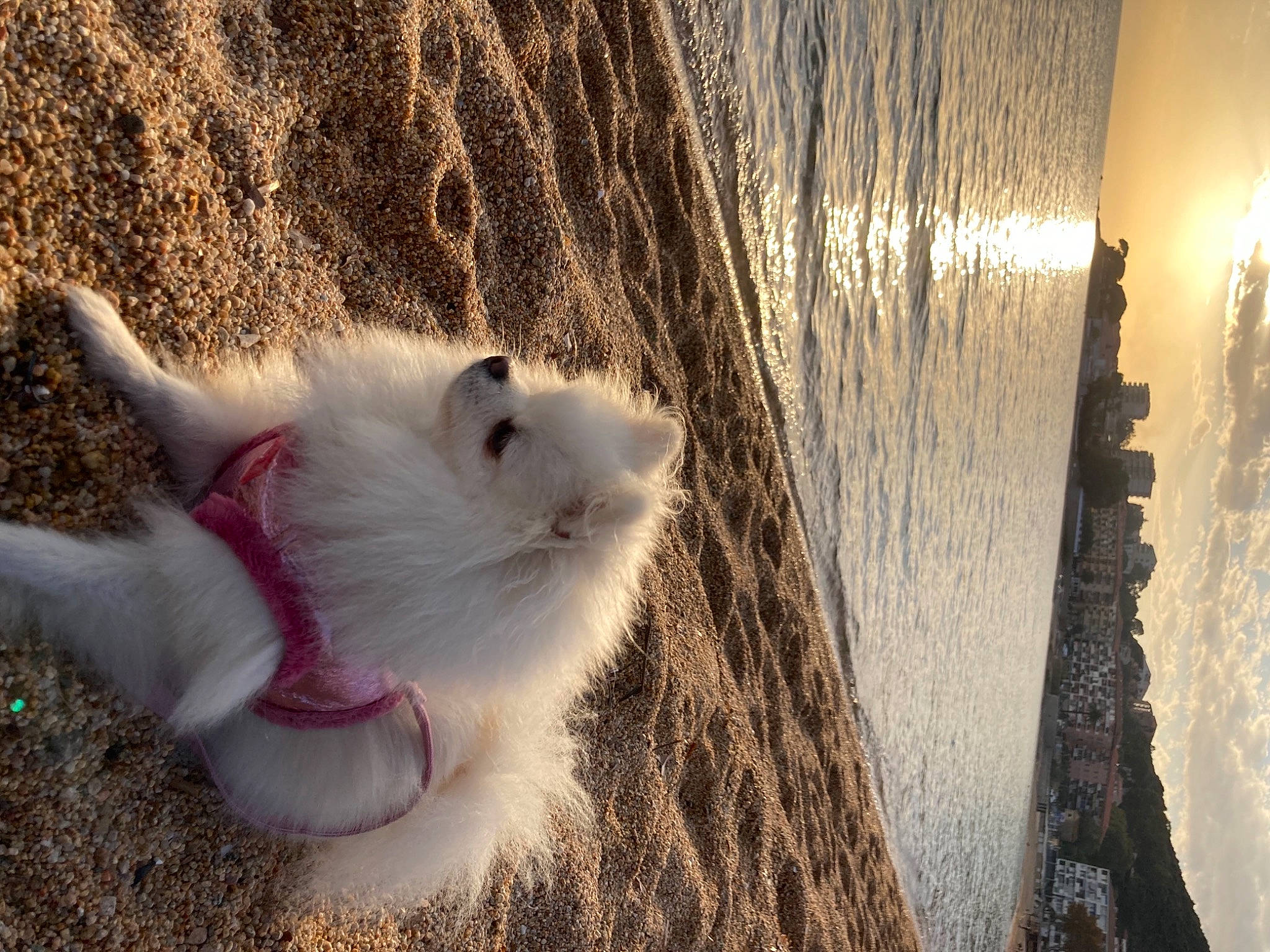 Nikita participe au concours pour gagner de l'argent avec cette photo : beach, canidae, carnivore, claw, companion_dog, dog_breed, fawn, felidae, fur, paw, sand, sky, small_to_medium_sized_cats, snout, sporting_group, tail, tree, water, whiskers, wood
