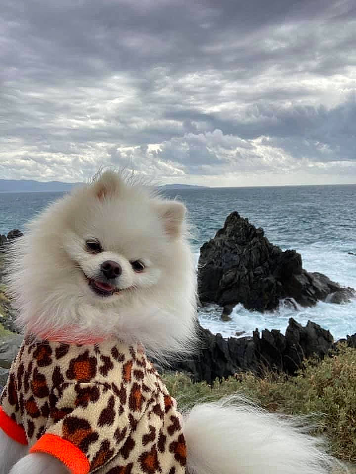 Nikita a rejoint le concours — aidez-le/la à gagner de superbes lots ! beach, canidae, carnivore, cloud, companion_dog, dog, dog_breed, fawn, fur, landscape, non_sporting_group, ocean, plant, sky, snout, spitz, water, wave, wind, wind_wave