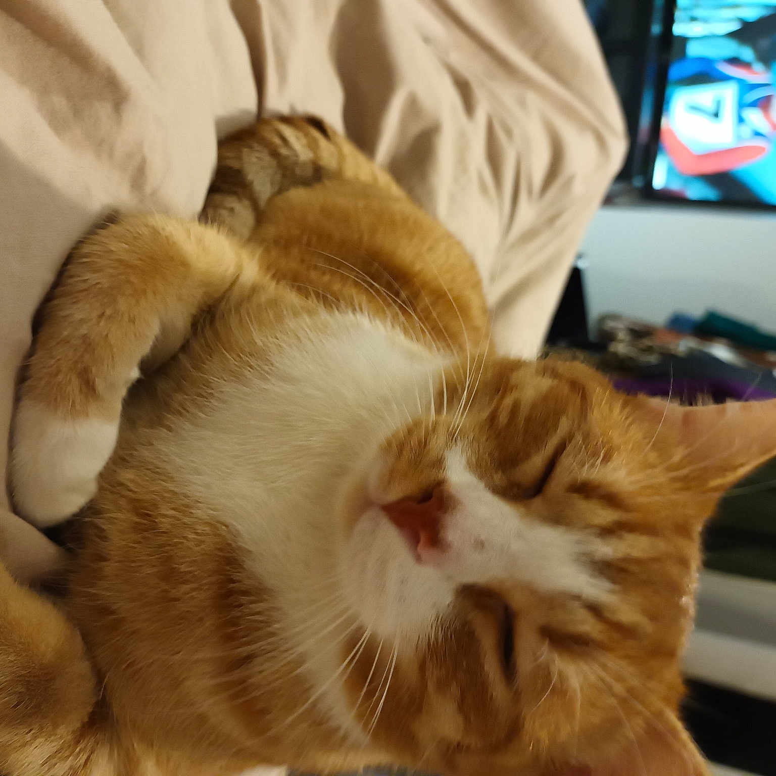Bebe