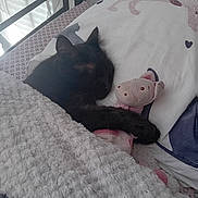 Pepsi a rejoint le concours — aidez-le/la à gagner de superbes lots ! cat, black_cat, sleeping, bed, blanket, stuffed_animal, toy, pig, pillow, cozy, nap, indoor, furniture, soft_light, rest, cute, pet, animal, comfort, home