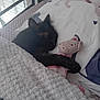 cat, black_cat, sleeping, bed, blanket, stuffed_animal, toy, pig, pillow, cozy, nap, indoor, furniture, soft_light, rest, cute, pet, animal, comfort, home