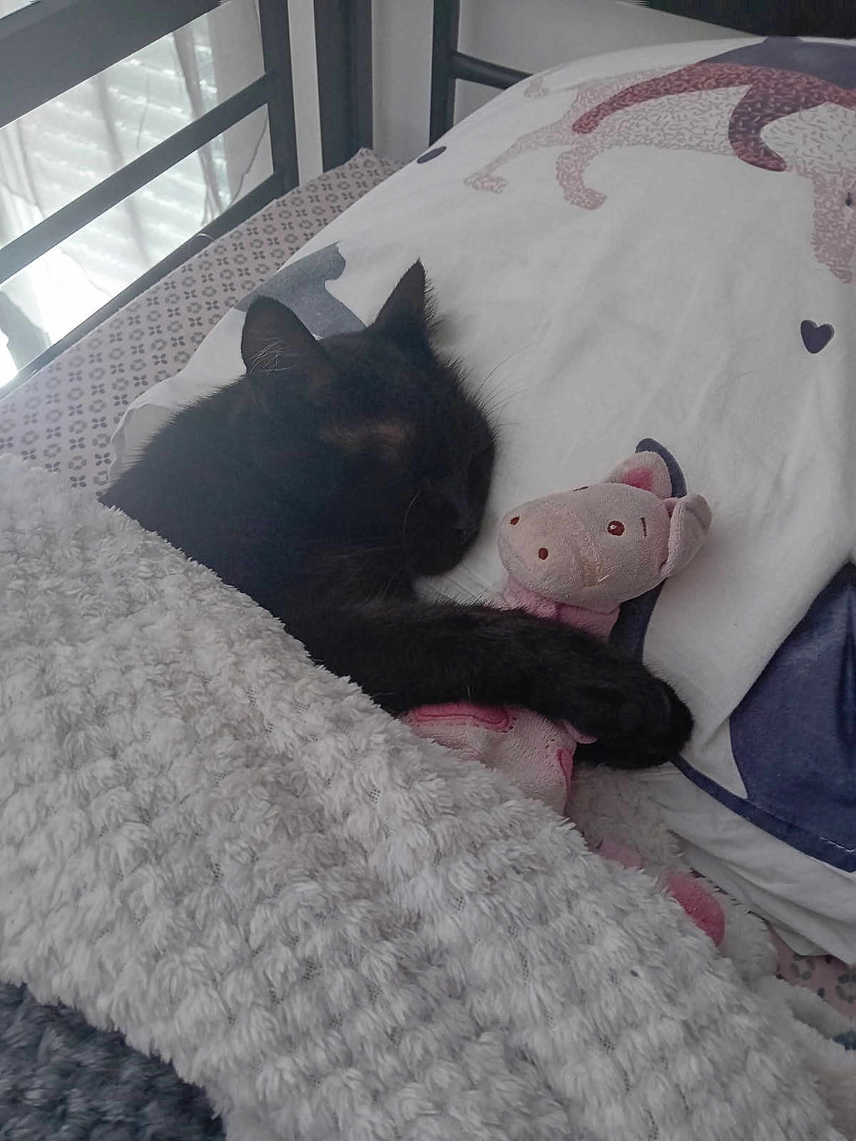 Pepsi a rejoint le concours — aidez-le/la à gagner de superbes lots ! cat, black_cat, sleeping, bed, blanket, stuffed_animal, toy, pig, pillow, cozy, nap, indoor, furniture, soft_light, rest, cute, pet, animal, comfort, home