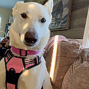 Rosie is registered to the contest to win money with this photo: animal, canine, companion, couch, cozy, dog, domestic_animal, friendly, furniture, house, indoor, living_room, people, pet, pink_harness, portrait, relaxing, sunlight, wall_art, white_dog