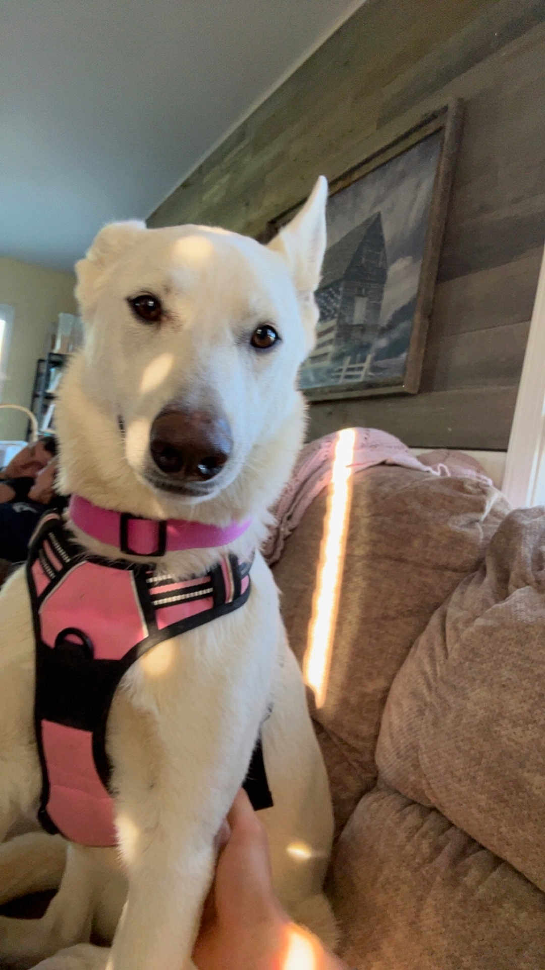 Rosie
