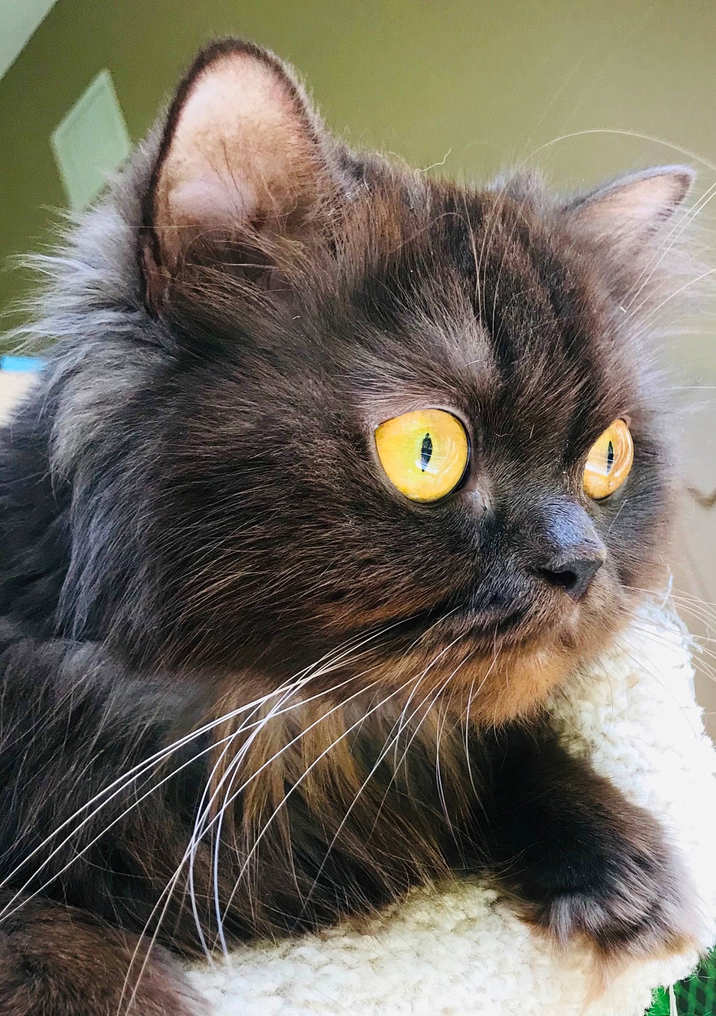 Chocolate is registered to the contest to win money with this photo: carnivore, cat, close_up, domestic_short_haired_cat, eye, fawn, felidae, fur, grass, small_to_medium_sized_cats, snout, terrestrial_animal, whiskers, wildlife