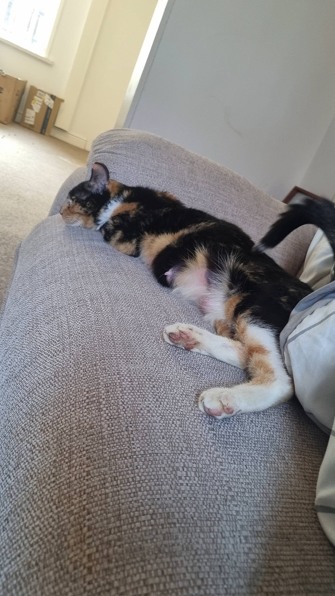 Ember joined the competition — help win amazing prizes! canidae, carnivore, cat, comfort, companion_dog, dog_breed, domestic_short_haired_cat, fawn, felidae, floor, flooring, fur, hardwood, linens, small_to_medium_sized_cats, sporting_group, tail, textile, whiskers, wood