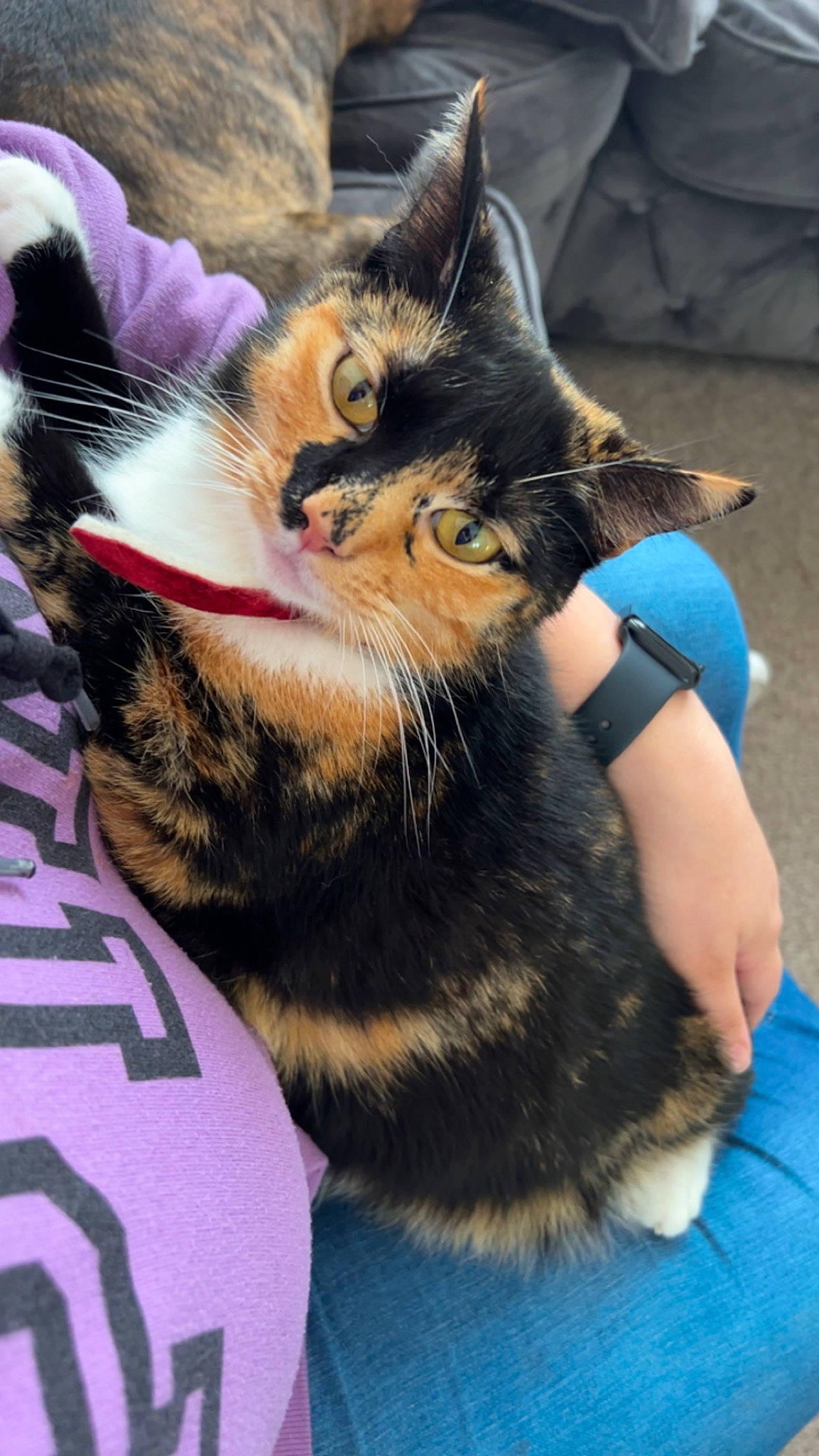 Ember joined the competition — help win amazing prizes! carnivore, cat, claw, comfort, domestic_short_haired_cat, ear, felidae, fur, gesture, human_leg, lap, nap, paw, plant, small_to_medium_sized_cats, snout, tail, whiskers