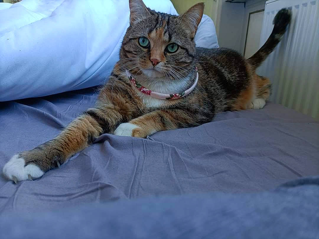 Noisette participe au concours pour gagner de l'argent avec cette photo : bed, bedding, carnivore, cat, cat_supply, claw, comfort, domestic_short_haired_cat, felidae, fur, linens, nap, paw, room, sitting, small_to_medium_sized_cats, snout, tail, whiskers