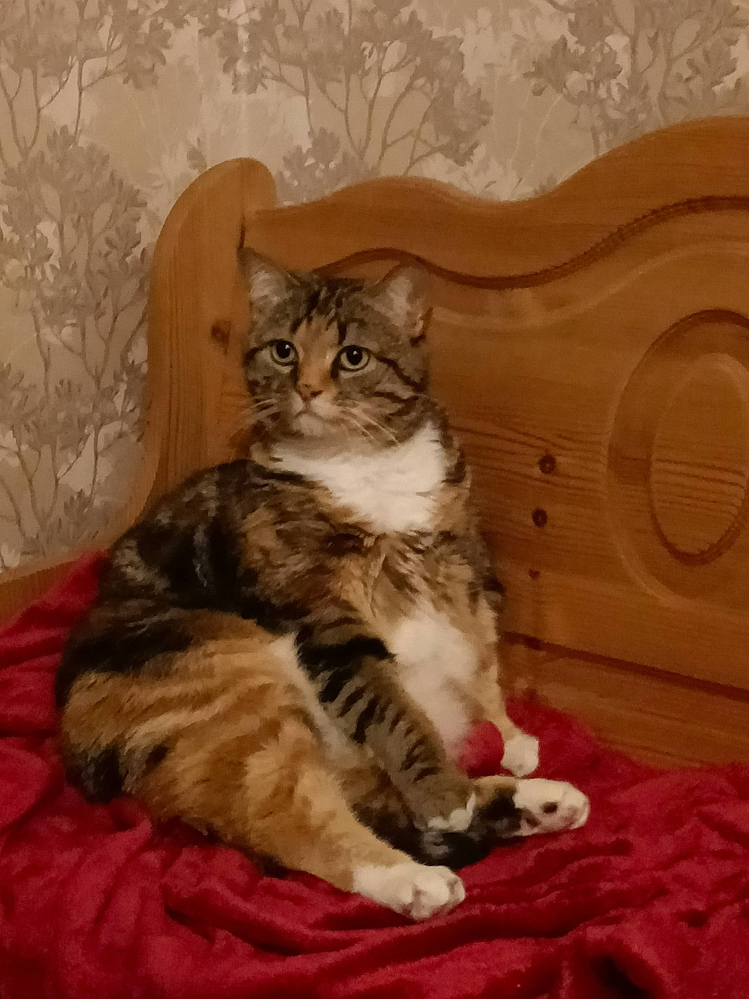 Noisette participe au concours pour gagner de l'argent avec cette photo : carnivore, cat, comfort, domestic_short_haired_cat, door, felidae, fur, grey, hardwood, paw, sitting, small_to_medium_sized_cats, snout, tail, terrestrial_animal, whiskers, window, wood