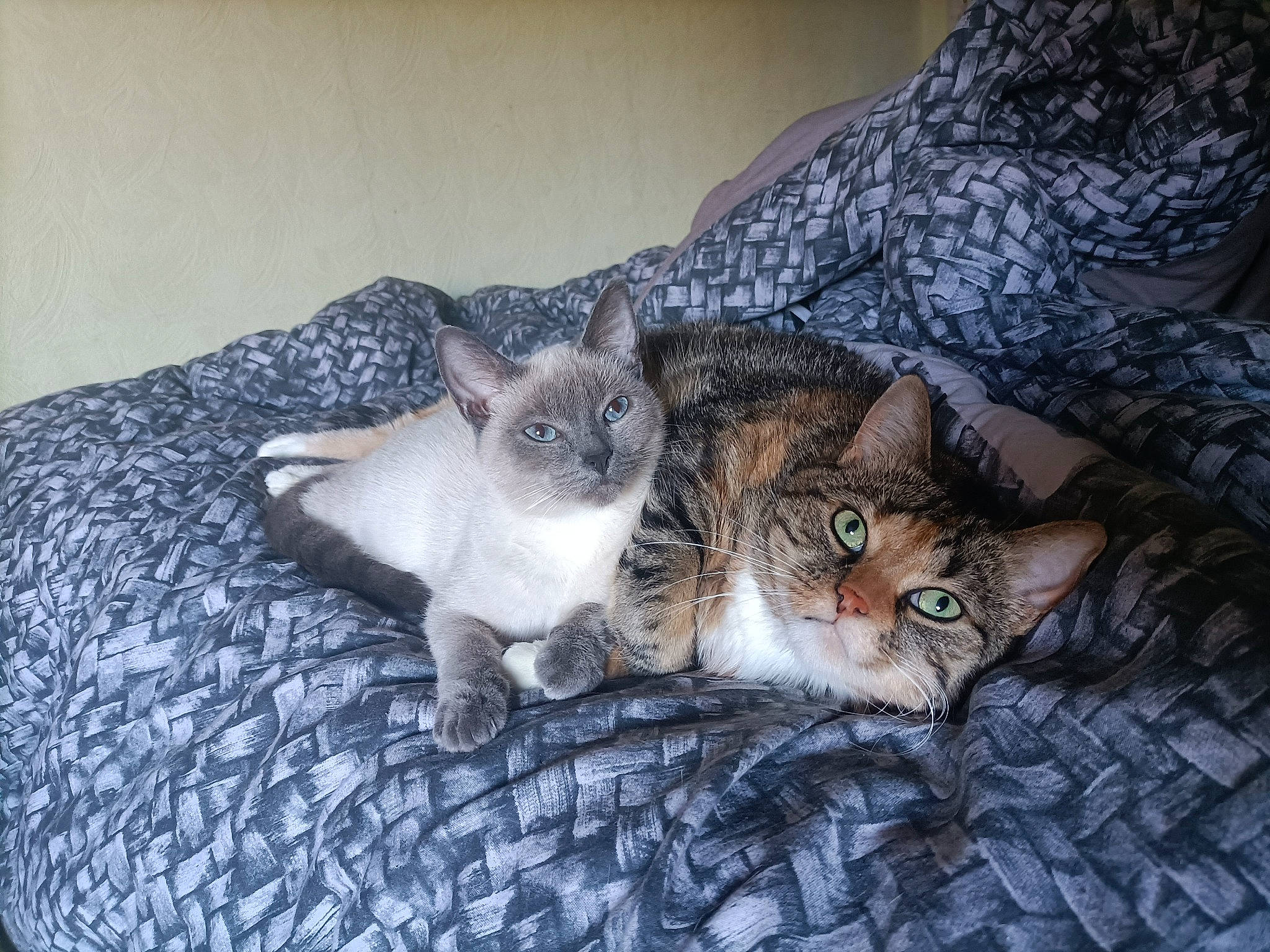 Noisette participe au concours pour gagner de l'argent avec cette photo : carnivore, cat, comfort, couch, domestic_short_haired_cat, fawn, felidae, fur, grey, linens, nap, paw, sitting, small_to_medium_sized_cats, snout, tail, textile, whiskers, window, wood