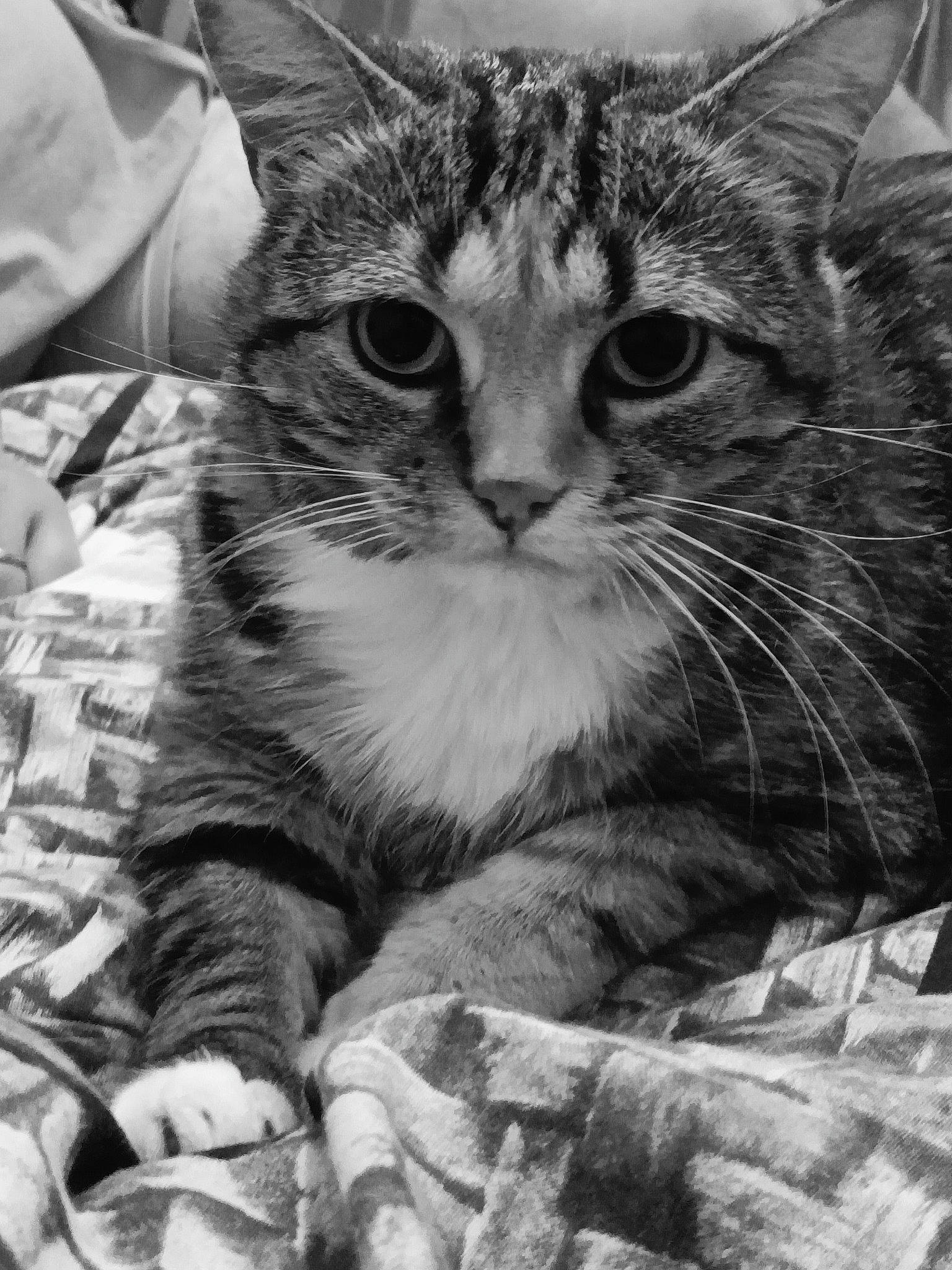 Noisette a rejoint le concours — aidez-le/la à gagner de superbes lots ! black_and_white, carnivore, cat, claw, domestic_short_haired_cat, felidae, fur, monochrome, monochrome_photography, paw, photography, small_to_medium_sized_cats, snout, stock_photography, style, whiskers, wildlife