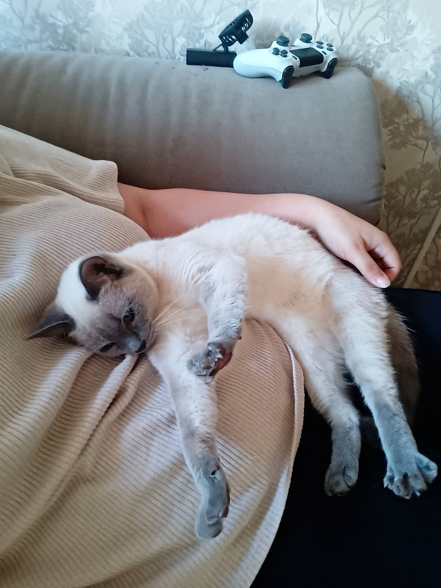 Kara participe au concours pour gagner de l'argent avec cette photo : bed, bedding, carnivore, cat, comfort, companion_dog, couch, dog_breed, fawn, felidae, fur, linens, mammal, paw, siamese, small_to_medium_sized_cats, tail, vertebrate, whiskers, white