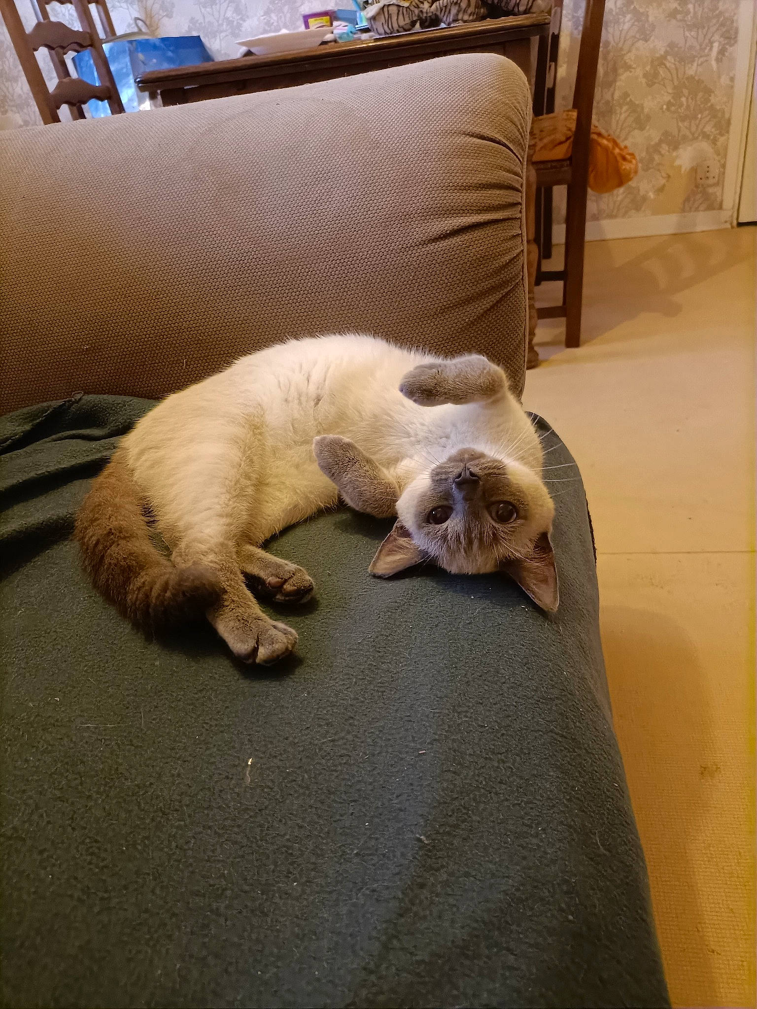 Kara a rejoint le concours — aidez-le/la à gagner de superbes lots ! carnivore, cat, chair, comfort, companion_dog, dog_breed, fawn, felidae, floor, flooring, fur, hardwood, mustelidae, room, small_to_medium_sized_cats, snout, tail, terrestrial_animal, whiskers, wood