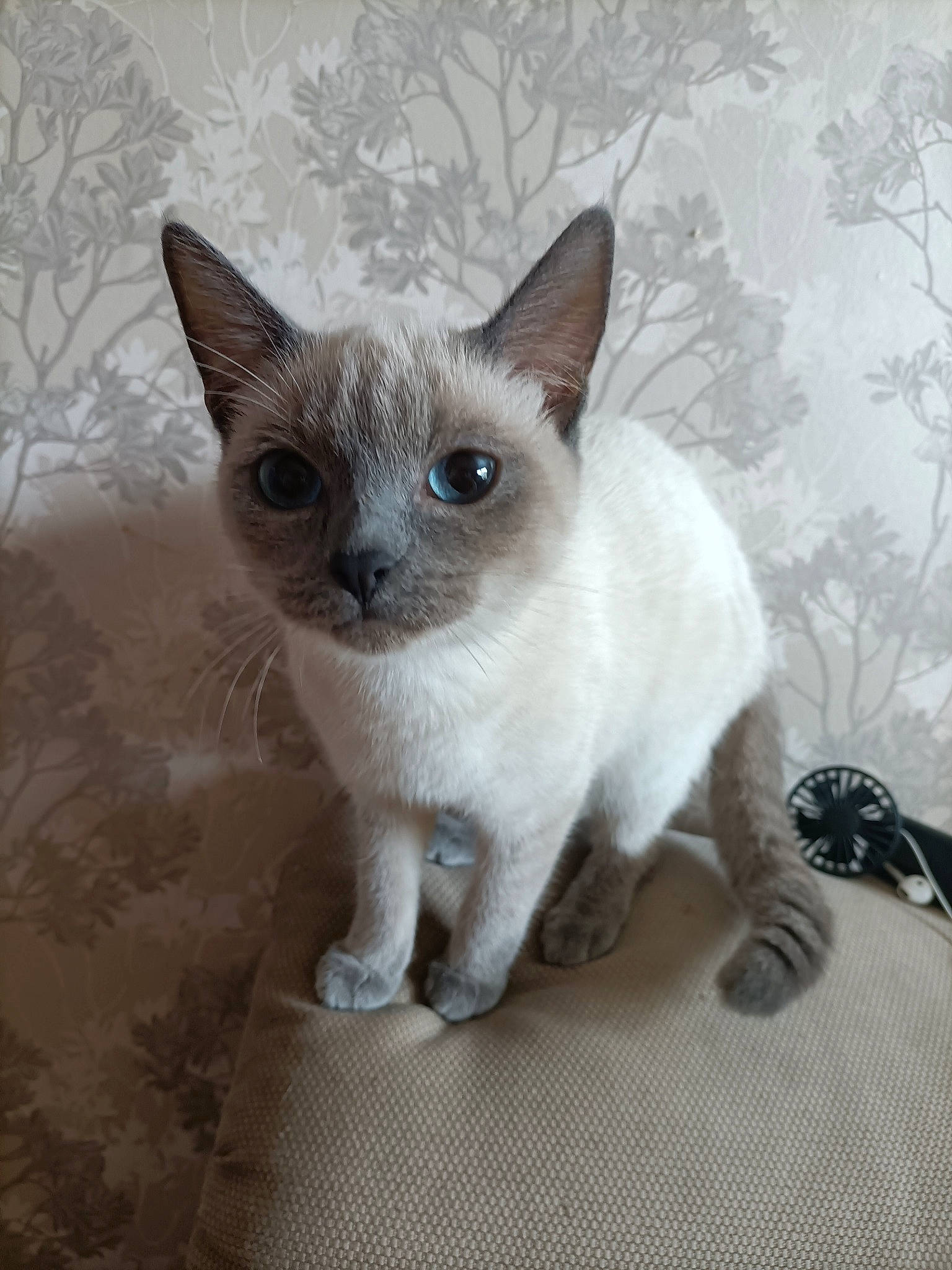 Kara a rejoint le concours — aidez-le/la à gagner de superbes lots ! carnivore, cat, curious, domestic_short_haired_cat, fawn, felidae, fur, iris, no_expression, siamese, small_to_medium_sized_cats, snout, tail, terrestrial_animal, whiskers