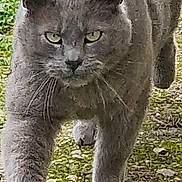 Grigri a rejoint le concours — aidez-le/la à gagner de superbes lots ! cat, gray_cat, walking, outdoor, moss, rocks, grass, animal, feline, whiskers, ears, paws, fur, nature, focused, predator, closeup, mammal, pet, determined