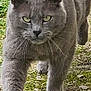 cat, gray_cat, walking, outdoor, moss, rocks, grass, animal, feline, whiskers, ears, paws, fur, nature, focused, predator, closeup, mammal, pet, determined