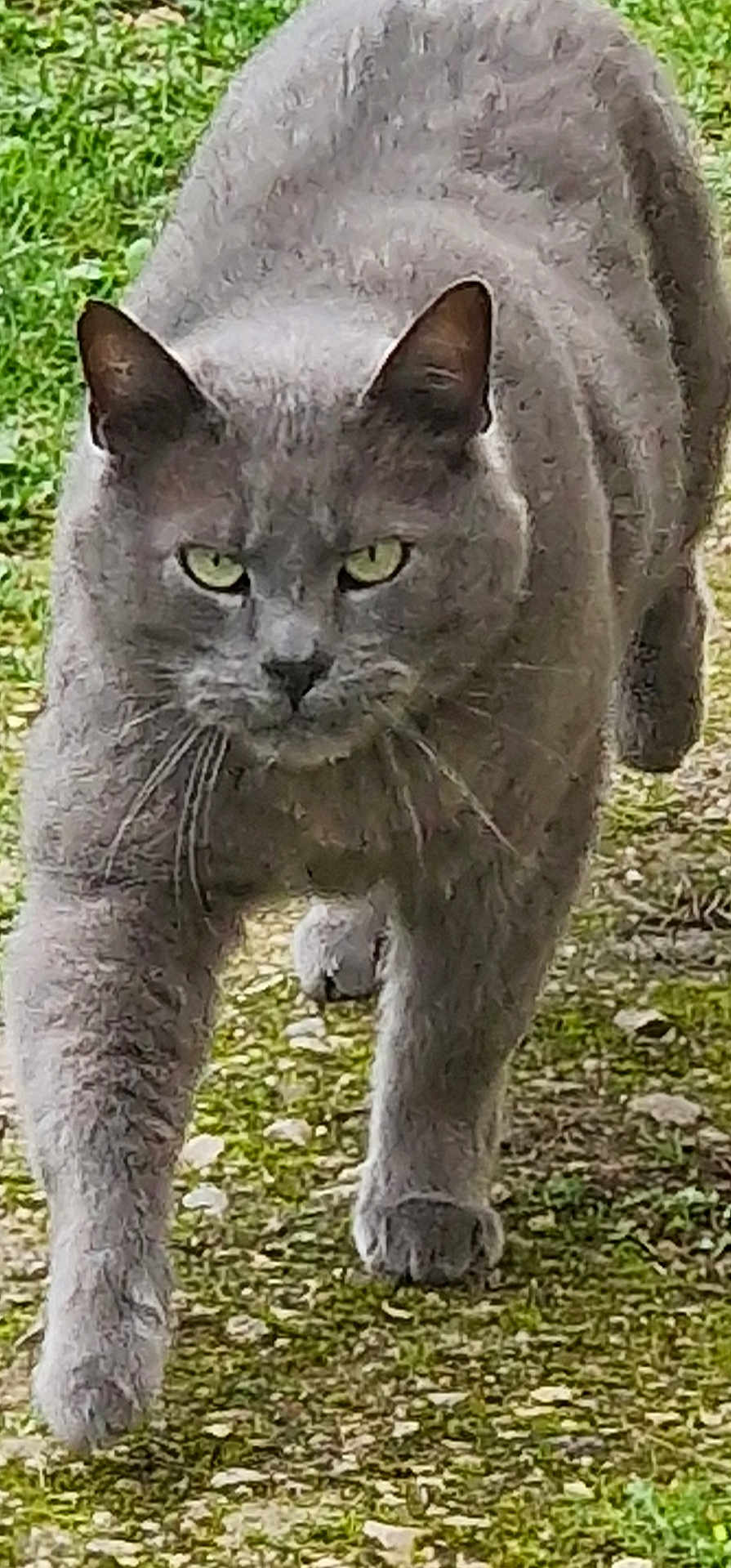 Grigri a rejoint le concours — aidez-le/la à gagner de superbes lots ! cat, gray_cat, walking, outdoor, moss, rocks, grass, animal, feline, whiskers, ears, paws, fur, nature, focused, predator, closeup, mammal, pet, determined