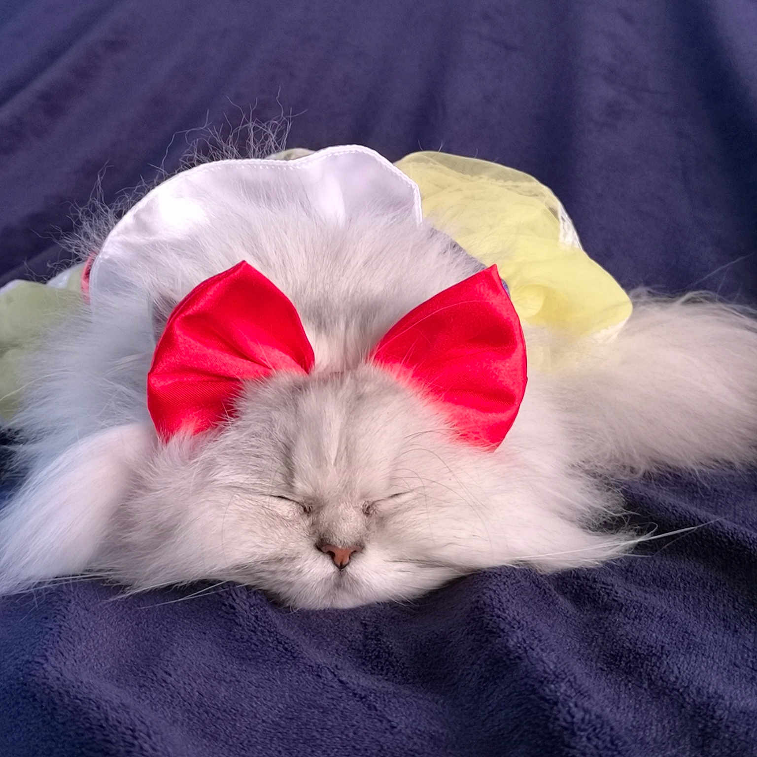 Sanura is registered to the contest to win money with this photo: carnivoran, cat, cat_like_mammal, kitten, mammal, norwegian_forest_cat, persian, small_to_medium_sized_cats, snout, vertebrate, whiskers, white