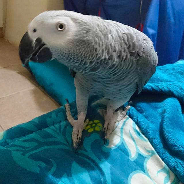 Grey