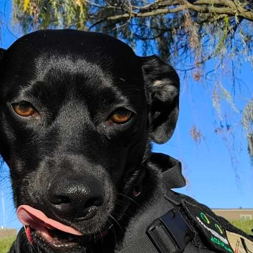 Roxie joined the competition — help win amazing prizes! animal, canine, clothing, coat, dog, face, grass, grove, head, jacket, land, nature, outdoors, pet, photography, plant, policedog, tree, vegetation, woodland