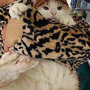 Mr. Purrr joined the competition — help win amazing prizes! animal_costume, cat, closeup, cozy, cuddle, cute, domestic_cat, face, fluffy, furry, holding, indoor, leopard_print, lion_headband, orange_fur, paws, person, pet, soft, white_fur