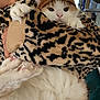 animal_costume, cat, closeup, cozy, cuddle, cute, domestic_cat, face, fluffy, furry, holding, indoor, leopard_print, lion_headband, orange_fur, paws, person, pet, soft, white_fur