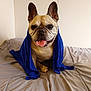dog, french_bulldog, pet, animal, bed, blanket, blue_towel, tongue_out, indoor, cute, happy, smiling, ears_up, fur, canine, resting, domestic_animal, companion, portrait, cozy