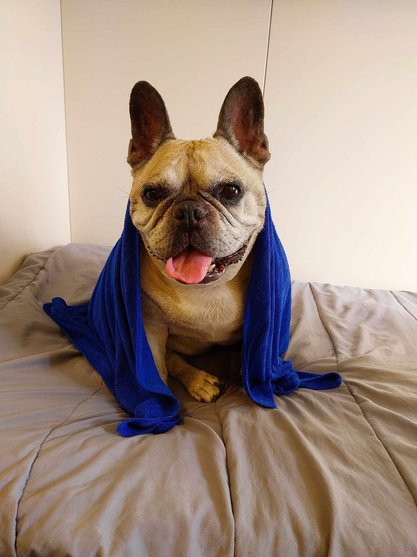 Maïa
