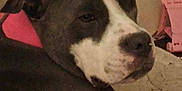 Lucy joined the competition — help win amazing prizes! animal, ball, bostonbull, boxer, bulldog, canine, dog, face, greatdane, head, hound, labradorretriever, pet, pitbull, pointer, puppy, snout, sport, tennis, tennisball