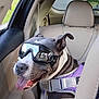 Lucy joined the competition — help win amazing prizes! accessories, animal, ball, belt, bulldog, canine, car, car_interior, carseat, cushion, dog, football, goggles, headrest, homedecor, pet, puppy, soccer, transportation, vehicle