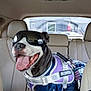 Lucy joined the competition — help win amazing prizes! accessories, animal, belt, bostonbull, bulldog, canine, car, car_interior, cushion, dog, face, head, homedecor, person, pet, photography, portrait, sunglasses, transportation, vehicle