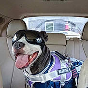 Lucy joined the competition — help win amazing prizes! accessories, animal, belt, bostonbull, bulldog, canine, car, car_interior, cushion, dog, face, head, homedecor, person, pet, photography, portrait, sunglasses, transportation, vehicle