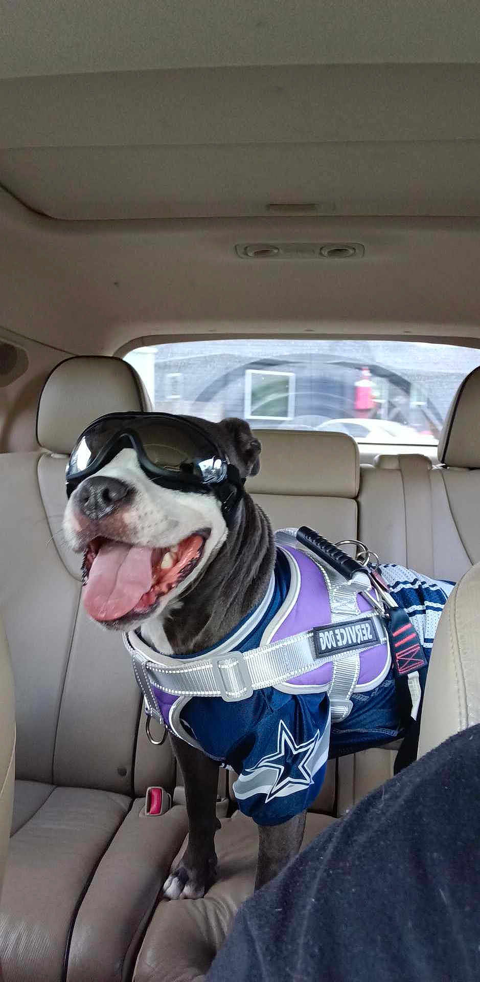 Lucy joined the competition — help win amazing prizes! accessories, animal, belt, bostonbull, bulldog, canine, car, car_interior, cushion, dog, face, head, homedecor, person, pet, photography, portrait, sunglasses, transportation, vehicle
