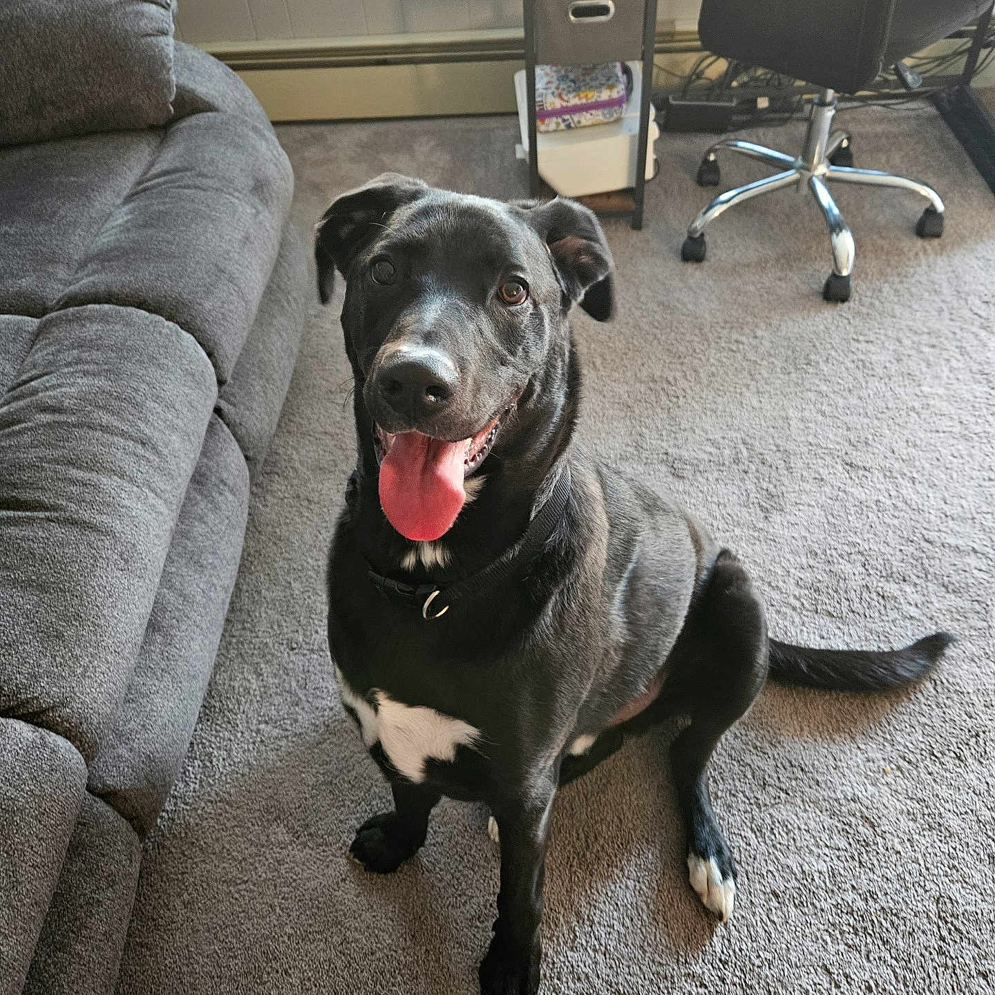 Bear joined the competition — help win amazing prizes! animal, architecture, ball, building, canine, chair, couch, cushion, dog, furniture, homedecor, indoors, labradorretriever, livingroom, pet, puppy, room, sport, table, tennis