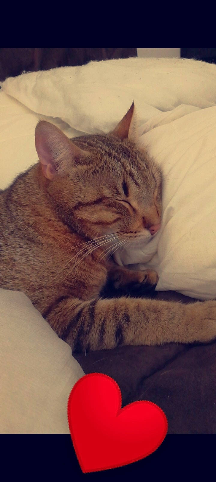 Nestor a rejoint le concours — aidez-le/la à gagner de superbes lots ! carnivore, cat, claw, comfort, domestic_short_haired_cat, ear, fawn, felidae, fur, iris, nose, paw, sand, small_to_medium_sized_cats, snout, tail, terrestrial_animal, whiskers, wildlife, window