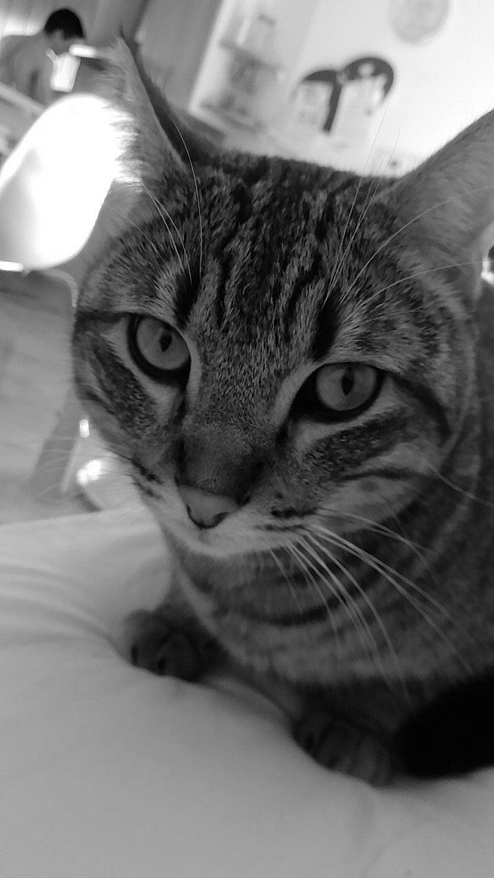 Nestor a rejoint le concours — aidez-le/la à gagner de superbes lots ! black_and_white, carnivore, cat, close_up, comfort, domestic_short_haired_cat, ear, eye, felidae, fur, grey, head, monochrome, monochrome_photography, paw, small_to_medium_sized_cats, snout, style, whiskers, wildlife