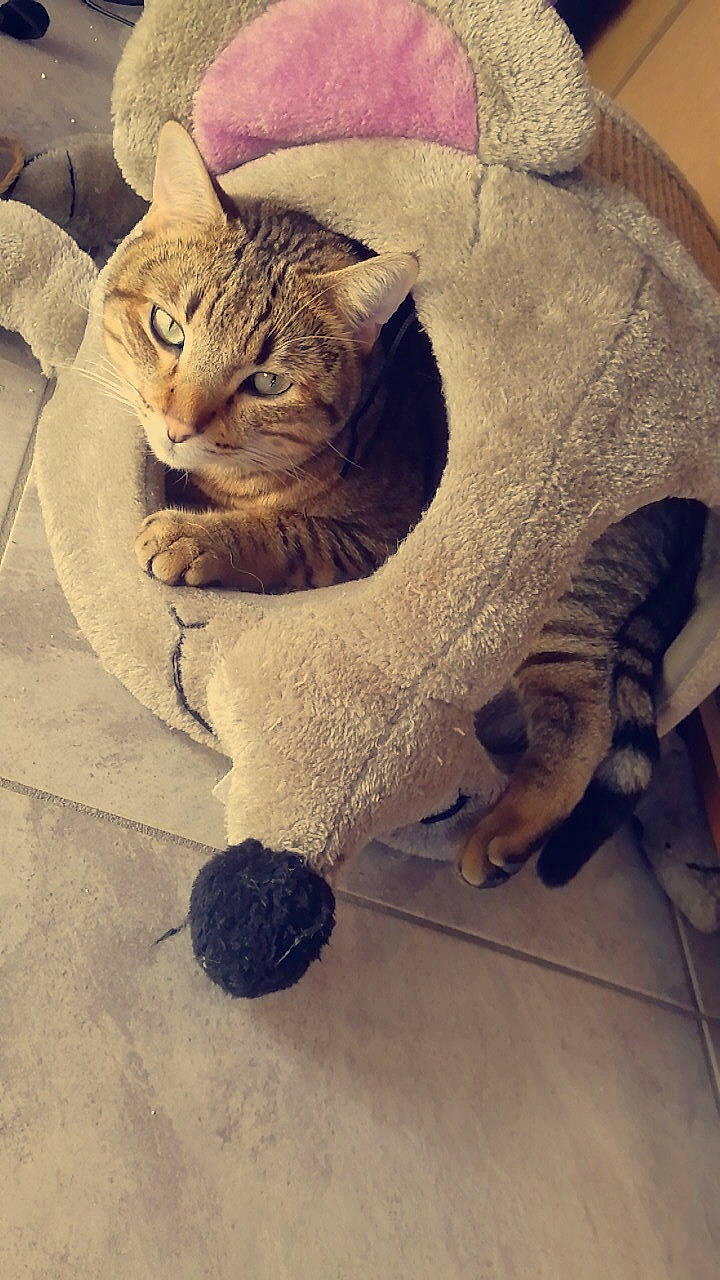 Nestor a rejoint le concours — aidez-le/la à gagner de superbes lots ! art, carnivore, cat, domestic_short_haired_cat, fawn, felidae, flooring, fur, grey, mammal, metal, paw, sand, small_to_medium_sized_cats, snout, tail, terrestrial_animal, vertebrate, whiskers, wood