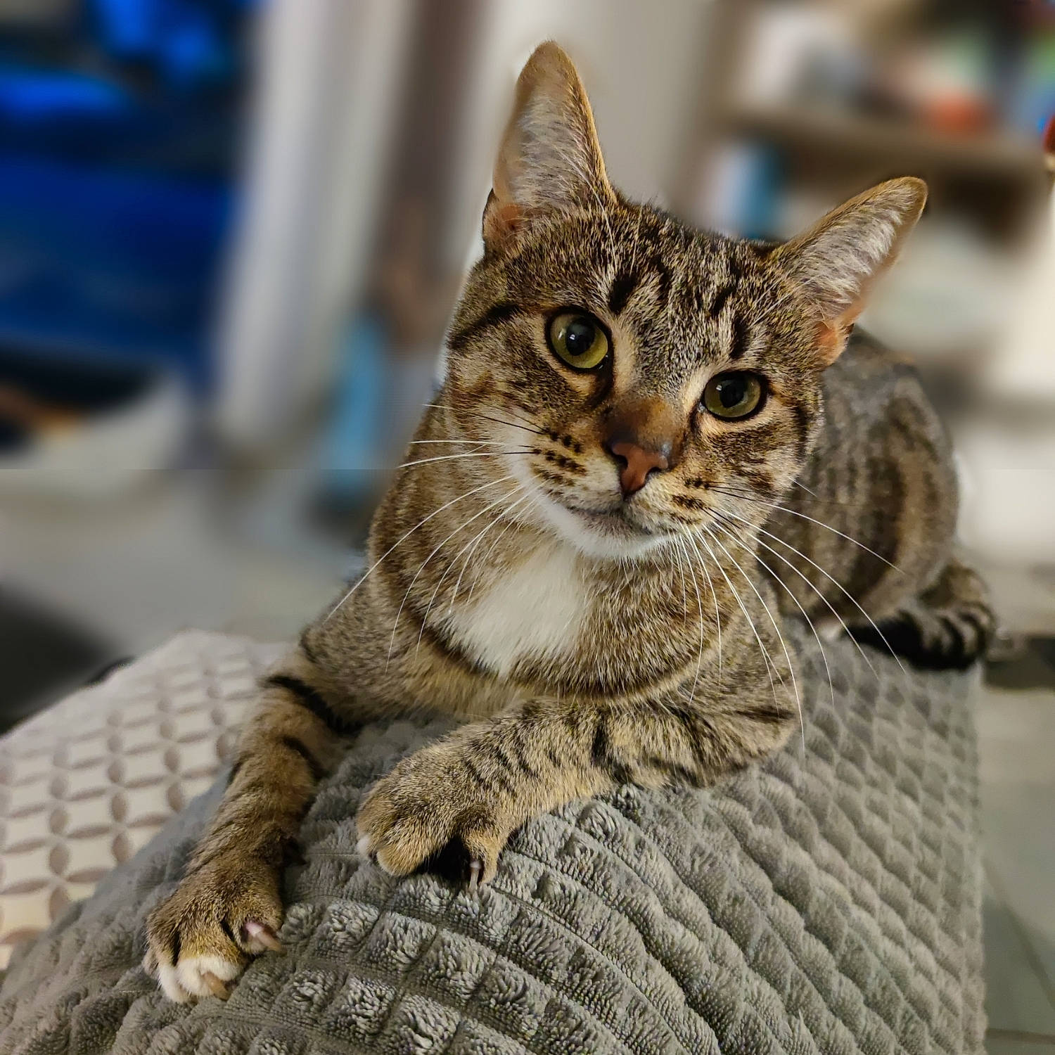 Toons a rejoint le concours — aidez-le/la à gagner de superbes lots ! carnivore, cat, claw, domestic_short_haired_cat, eye, felidae, fur, head, paw, sitting, small_to_medium_sized_cats, terrestrial_animal, tree, whiskers, wildlife, window