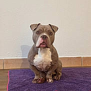 Rio participe au concours pour gagner de l'argent avec cette photo : dog, pet, sitting, indoor, brown, white, floor, mat, wall, ears, paws, looking, animal, cute, companion, fur, canine, portrait, domestic, alert