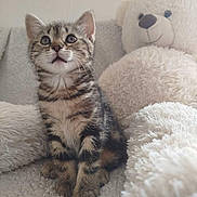 Lucky participe au concours pour gagner de l'argent avec cette photo : cat, comfort, cozy, curious, cute, domestic_animal, feline, fluffy, indoor, kitten, pet, plush_toy, sitting, small_animal, soft_texture, striped, tabby, teddy_bear, whiskers, young_animal