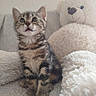 cat, comfort, cozy, curious, cute, domestic_animal, feline, fluffy, indoor, kitten, pet, plush_toy, sitting, small_animal, soft_texture, striped, tabby, teddy_bear, whiskers, young_animal